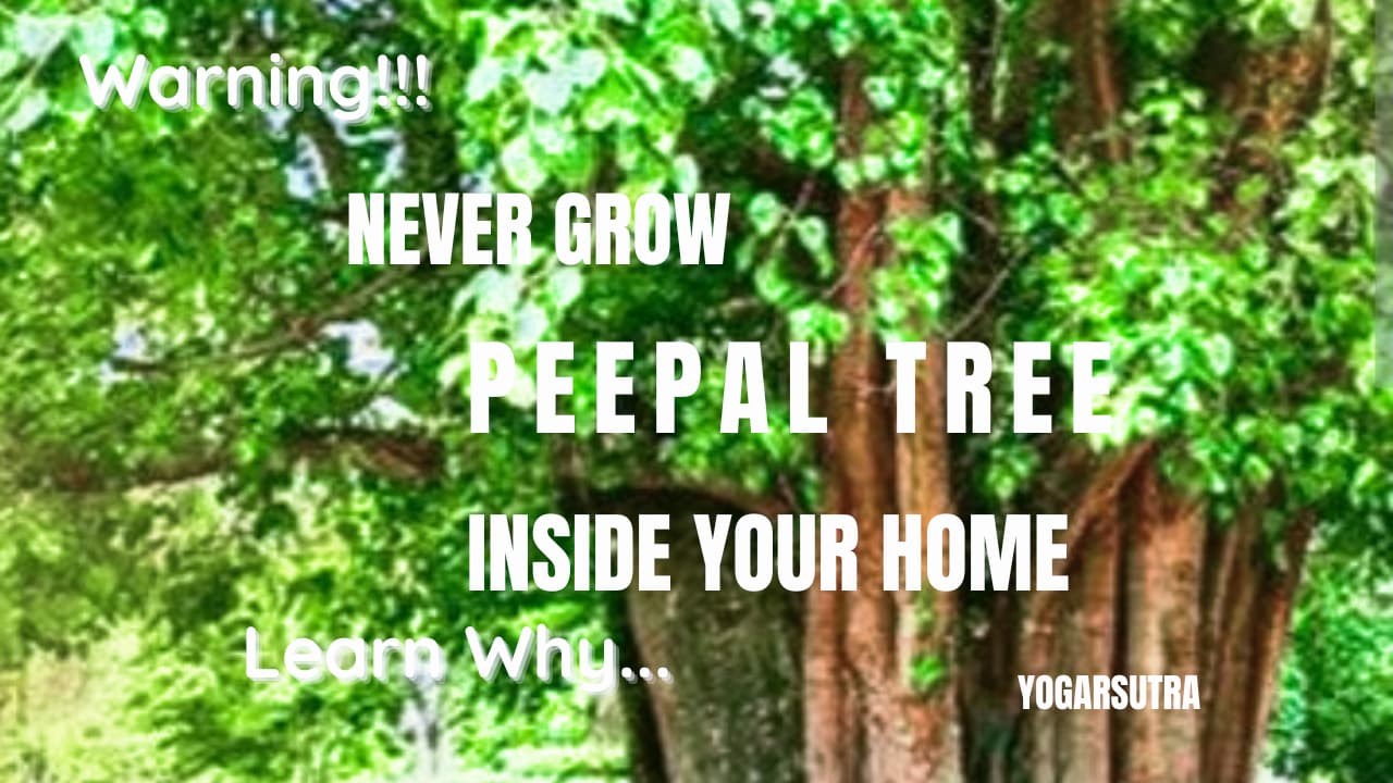 Never Grow a Peepal Tree Inside Your Home – Know Why!