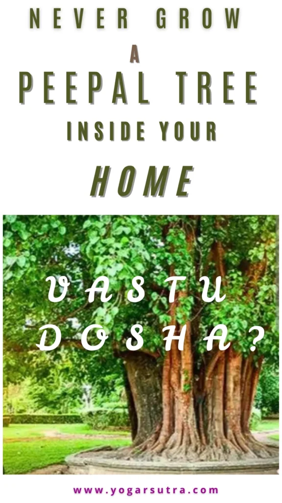 Never grow a Peepal tree inside your home – know the Vastu and spiritual reasons why it’s considered inauspicious and what beliefs say about Peepal plants indoors.